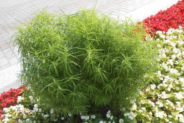 Декоративно-лиственное растение кохия
